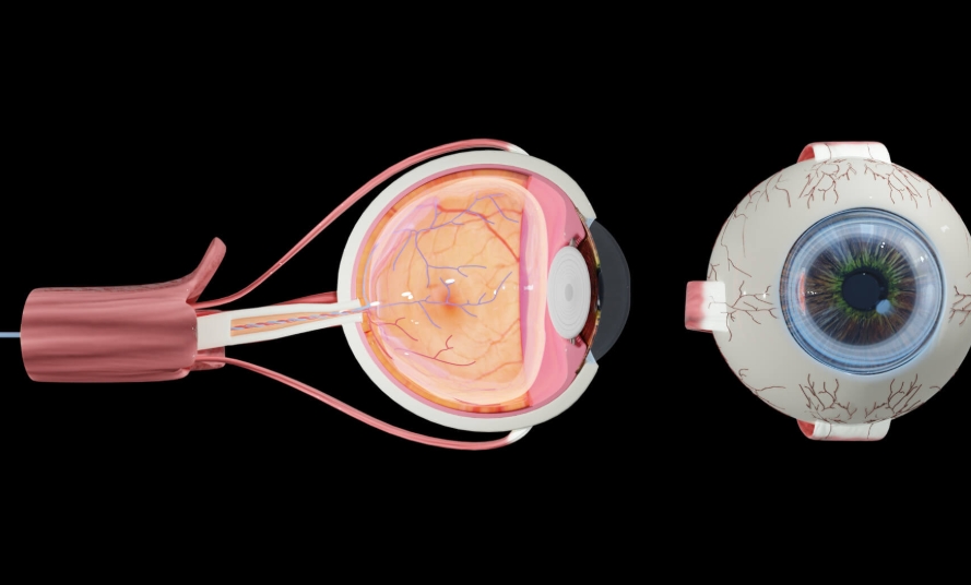 Persona descansando la vista